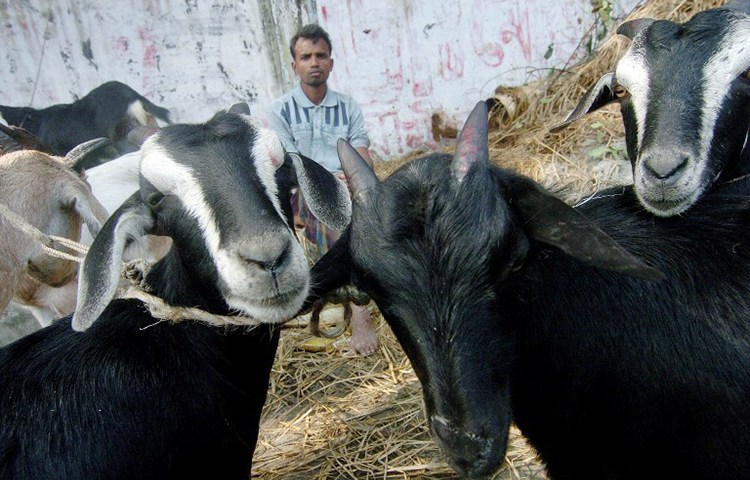 A farmer waits for customers to buy his goats in a Dhaka market, December 18, 2017. (AFP/Farjana Khan Godhury)