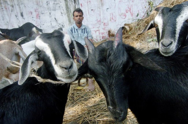 A farmer waits for customers to buy his goats in a Dhaka market, December 18, 2017. (AFP/Farjana Khan Godhury)