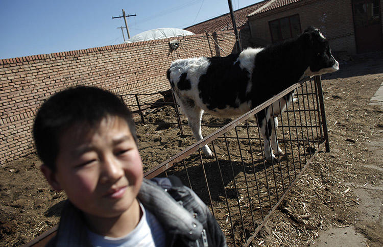 A dairy cow at a farm on the outskirts of Hohhot, in February 2012. A farmer is jailed after publishing an article alleging corruption at a large dairy company. (Reuters/Carlos Barria)