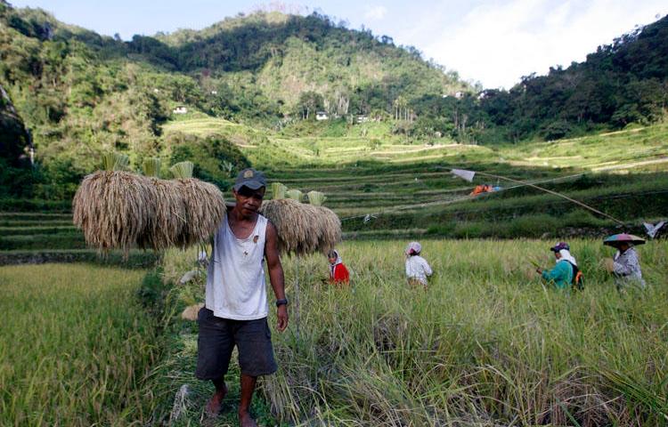 A farmer carries harvested rice stalks in Ifugao province, Philippines on June 30, 2011. A reporter in Ifugao who covered local land and rights issues was shot August 6, 2019. (Reuters/Cheryl Ravelo)